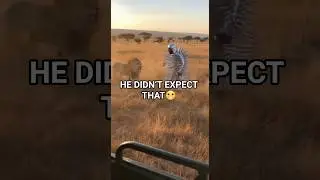 Steel Spikes Stop the Lion&hellip; Then THIS Happens 😂🔥