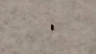 Capstar flea medication tablets really kills fleas fast!
