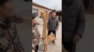 Have you ever seen a dog with such a long neck?  😂, interesting things about the countryside, com