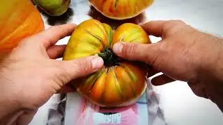 GGK Tomaten-Challenge 2019 | #GGKTOMATENCHALLENGE | DE | AT