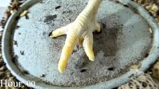 Flesh Eating beetles vs Chicken foot timelapse