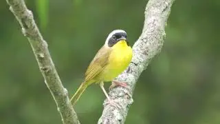 Common Yellowthroat