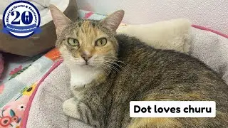 Dot Loves Churu