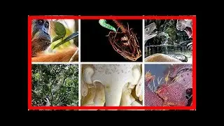 Breaking News | Scientists just discovered these 10 bizarre and beautiful animal species that show