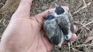 Ngebolang mencari sarang burung di lokasi sawah itu lebih gacor‼️