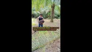 #shorts Sawit baru mulai normal setelah kena stroke