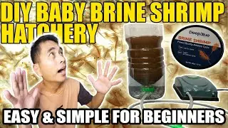 PAANO GUMAWA (HOW TO MAKE) Step-by-Step Baby Brine Shrimp Hatchery for Betta for Beginners 2026