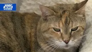 Cold weather prompts pet safety reminders in Horry County