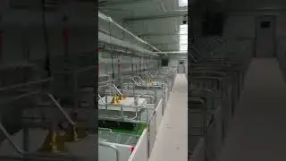 Is this your favorite pig farm design?