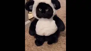 Cute Animals that Will Make You LOL! 🤣🐾