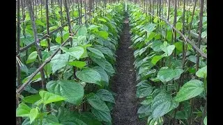 Betel Leaf Farming Planting Care Harvesting Guide Agri Farming
