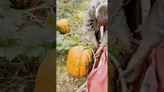 farmers harvest a large pumpkin crop #shorts