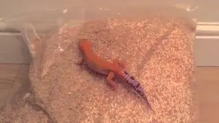 Leopard Gecko Substrates!