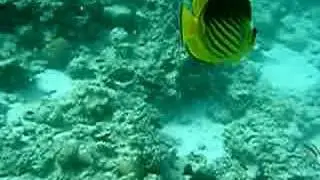 maskenfalterfisch.happydivingcenter