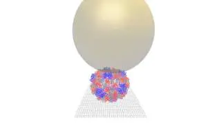 CCMV indentation R=25nm