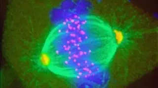 2016 Cell Science Symposium | Kim Fong