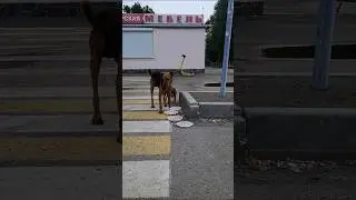 ❤️🐕 Helped animals #summer #dog #dogs #help #animals #animallovers #animallover #love #animallover