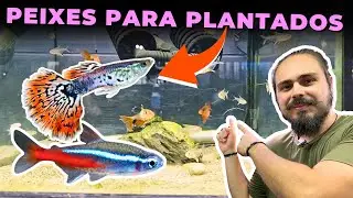 PEIXES PEQUENOS PARA AQUÁRIOS PLANTADOS