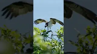 Sony FX-30 + Sony FE 200mm-600mm | Osprey