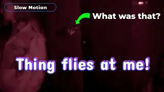 What was that thing?!! Y'all got any ideas?