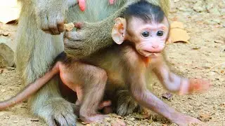 A little monkey need more food to support a side from mommy&rsquo;s milk. @monkeynaturekh
