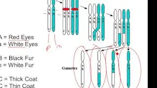 Genetic Diversity Review