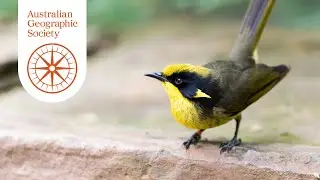 AGS Awards for Nature 2025 Silver Winner: Saving Faunal Emblems