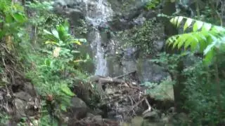 Mount Ka'ala - A Slippery Climb to the Highest Point on Oahu, Hawaii