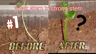 what is the secret \weak stem to strong stem/shashank