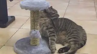 #Cat on Jan 13, 2025