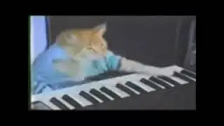 Gato Tocando Piano 10 Horas