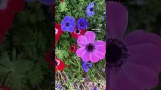 A day in the city of Sens, France