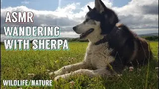 Dog Walking in NATURE | Off Lead Wandering | ASMR Nature