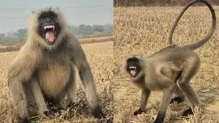 Angry Langur Shows Powerful Warning in Open Field | Rare Wild Monkey Behavior. 