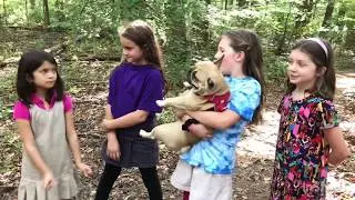 Walk in the woods!!🌲very fun!