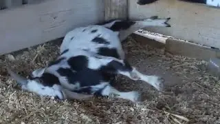 Goats Stumble over Fence and Faint
