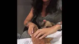 The Philly Taco!