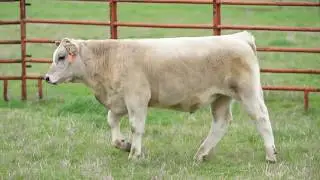 Sullivan Tag 982