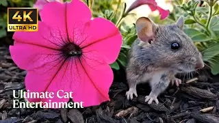 CAC-7428 CAT TV | Video for Active Indoor Cats | CAT GAME | Ultimate Cat Entertainment