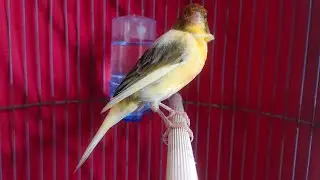 Enzizone#1 sedang live sekarang! Yellow Bon Canary Smart Master For Young Canaries