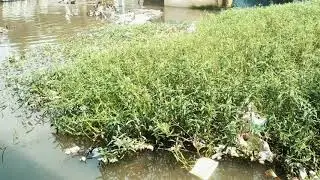 Bihar Flood