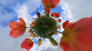 La Brillanne  - Tulipes 2024 - Version Complète