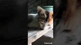 free therapy ✨ #cat #cute #nature #therapy #shorts