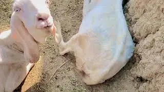 Pakistan goat&rsquo;s and village life/goat farming&rsquo;s 😍😍😍😍🥰