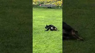 #keukenhof #flowers #tulips #spring #animals #goats #dogs