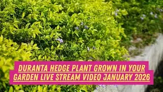 Duranta Hedge Plant Grown in Your Garden Live Stream Video January 2026 @gardeningwithsnkm