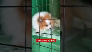 I miss you 🐶#vlog #push #animallover #doglover #cute #qualitytime