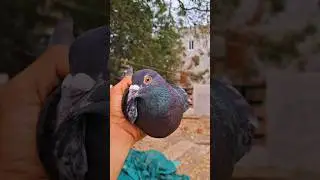 High Flyer Pigeon 🕊️ | Powerful Flying Skills & Strong Body | Best High Fly Kabootar #sorts #