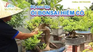 Bộ sưu tập Ổi Bonsai hiếm có khó thấy và nhiều tác phẩm đẹp không tì vết của nhà vườn Thành Bonsai