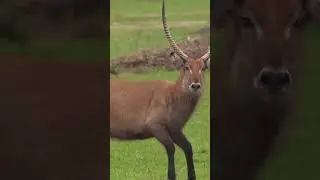 He is 70 yard $200000 slow motion camera hunting video #slowmotion #bowmar#wildlife #shorts